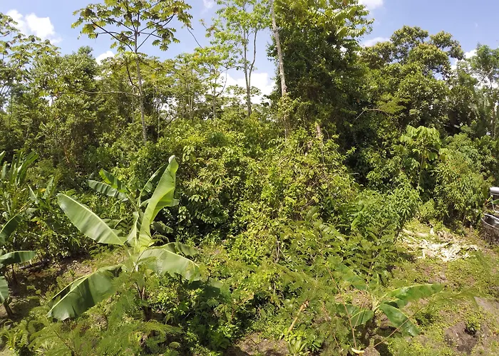 Arenal Xilopalo
